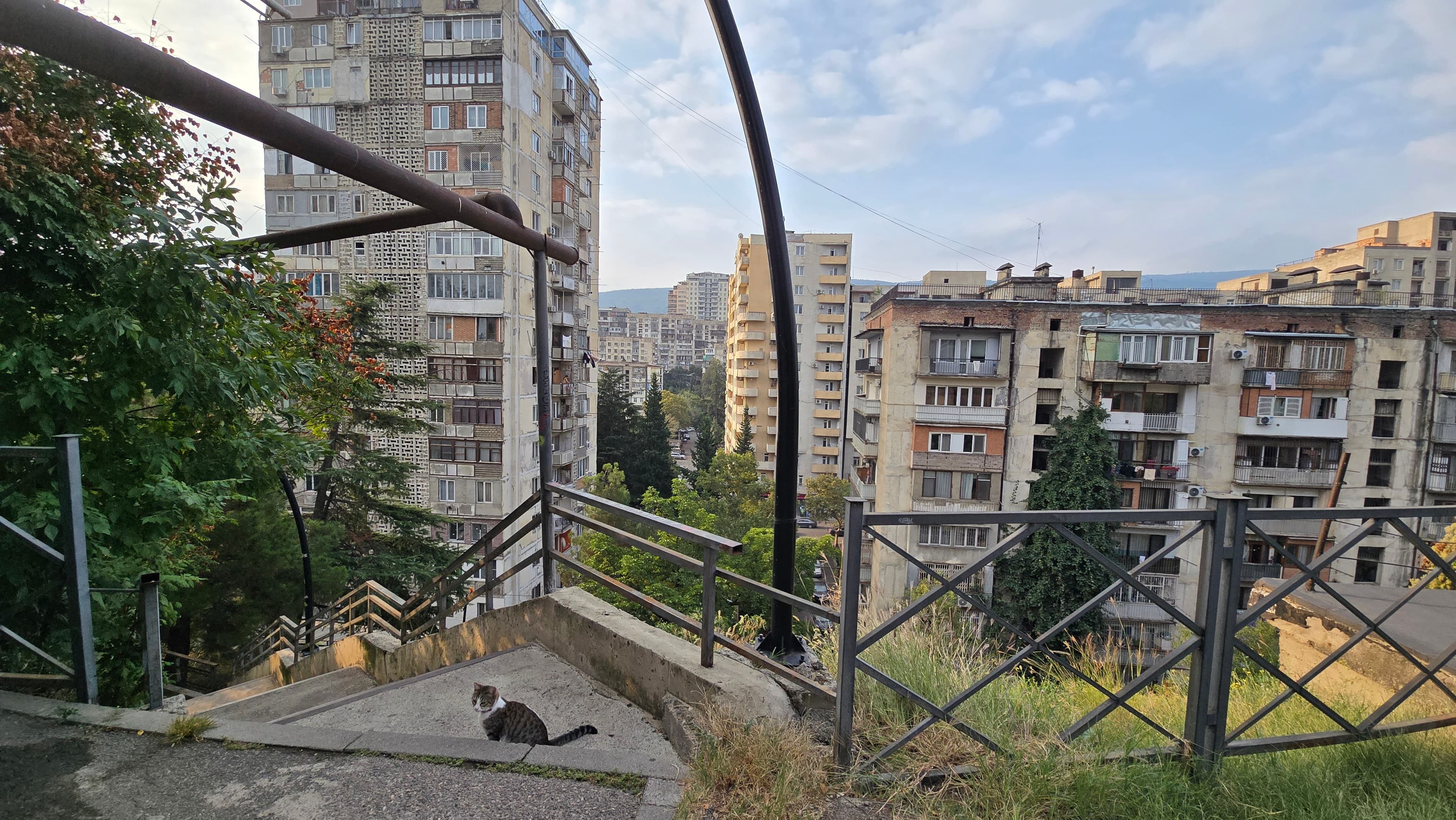 ფისუნია კატა